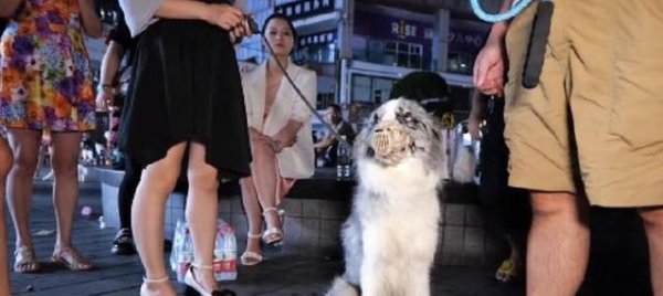 鑫配资 街头受伤边牧无助求救，年轻人狠心抛弃，救助小哥暖心逆转