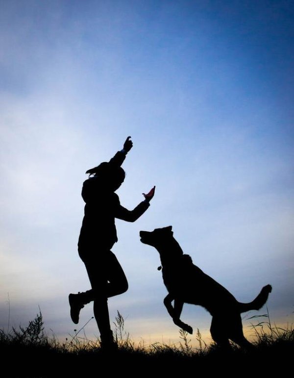 联合证券 邻居哈士奇被困露台，瘦得只剩骨头，背后真相让人心疼