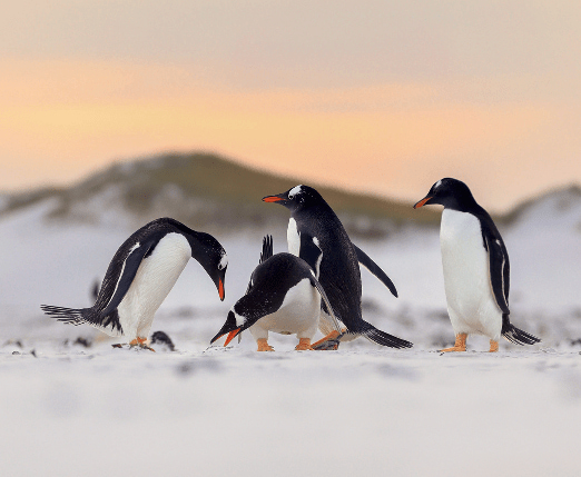 弘利配资 极地萌兽大集合