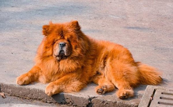 全电配资 松狮犬像小狮子威风凛凛，来自中国却成西方稀客？